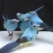 Little blue bird fly high