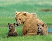 MOM and BABY BEARS Photo - 8 X 10 Print - Baby Animal Photograph, Wildlife Photography, Wall Nursery Art, Mother, Love,  Family, Green