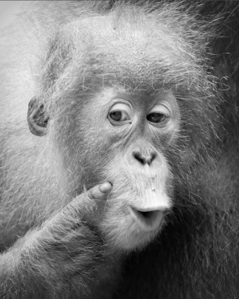 Nursery Wall Art, FUNNY BABY ORANGUTAN, Black & White Photo, 8 X 10, Baby Animal Photograph, Kids Room,  Baby Monkey, Animal Photography