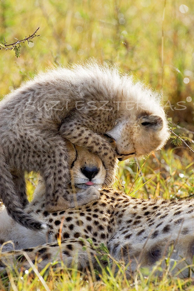 Blank Greeting Card, CHEETAH BABY PLAYING with Mom Photo,  Baby Animal Photograph, Wildlife, New Baby Card, Baby Shower Card, Mothers Day