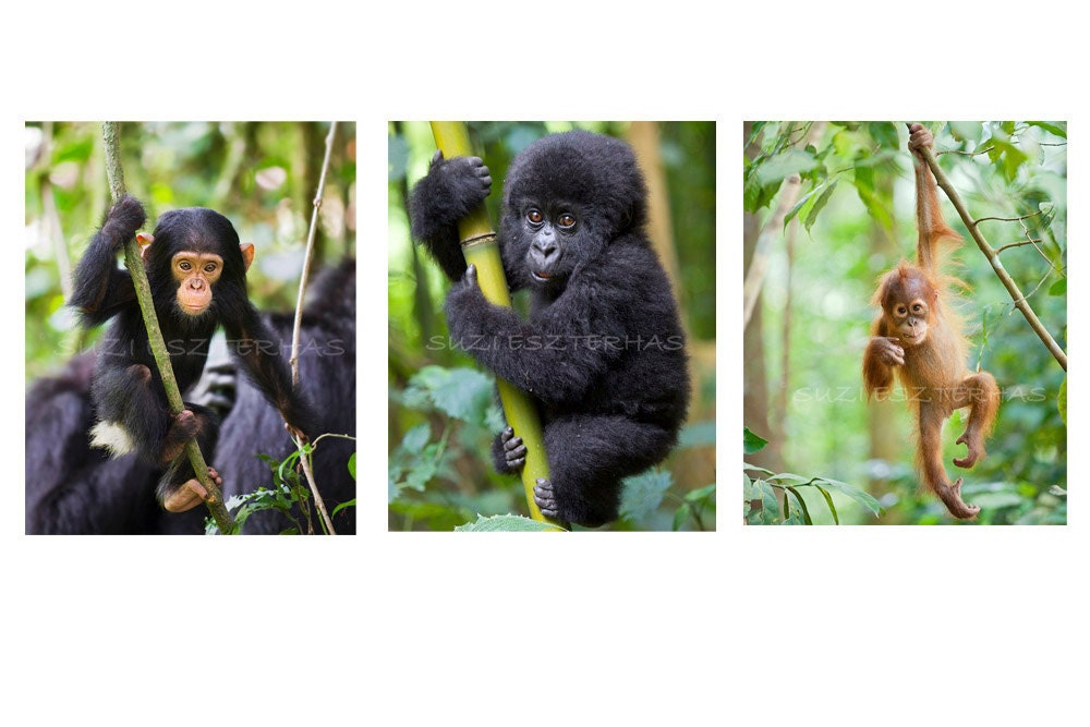 nursery art prints, JUNGLE BABY ANIMALS, Set of 3 Photos 8 X 10, Orangutan, Gorilla, Chimpanzee, kids room decor, Wall Art, Baby Monkey