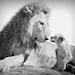 Nursery Art Prints, Safari Baby Animals, Set of 4 Black & White Photos, 8x10, Elephant, Lion, Cheetah, Giraffe, Kids Room Decor, Wall Art