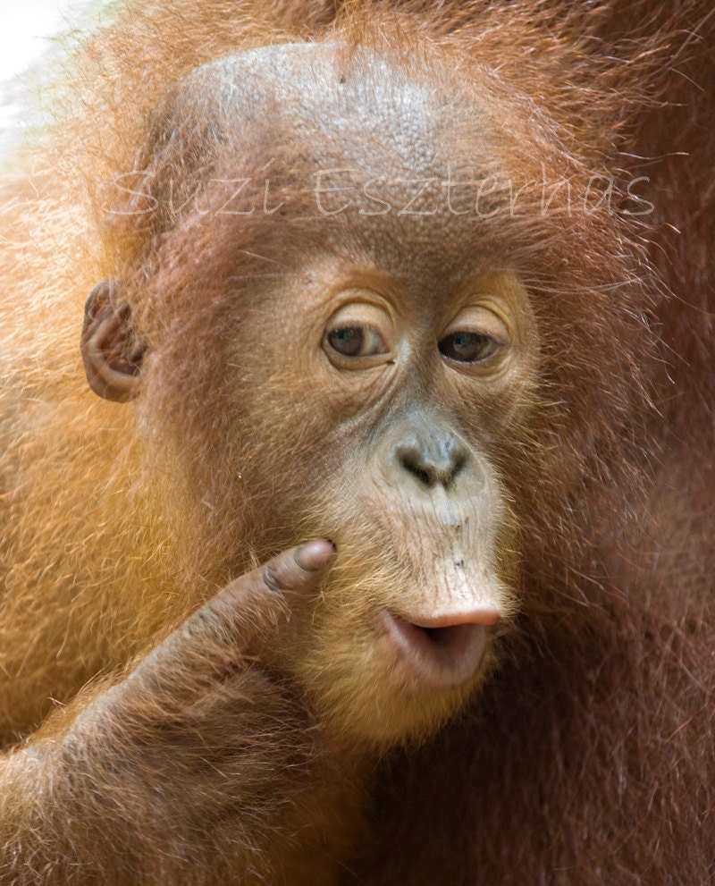 FUNNY ORANGUTAN BABY Photo- 8 X 10 Print - Baby Animal Photograph, Wildlife Photography, Wall Decor, Nursery Art, Monkey, Cute