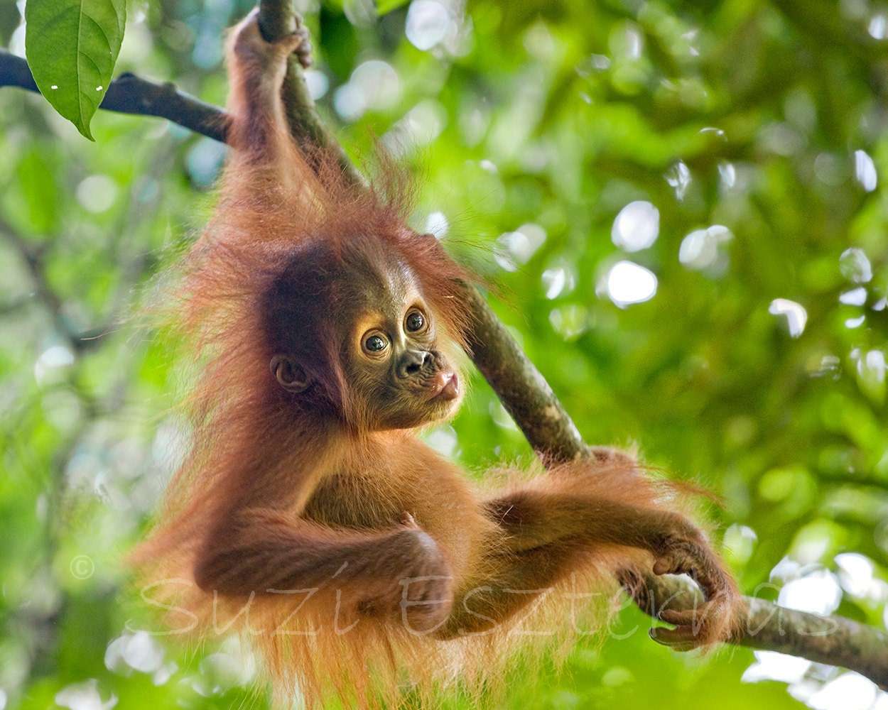 BABY ORANGUTAN PLAY Photo- 8 X 10 Print - Baby Animal Photograph, Wildlife Photography, Wall Decor, Nursery Art, Jungle Zoo, Monkey, Green