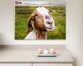 Wrapped Canvas Print The Smiling Goat (Netherlands) Wall Art 12x16 (30x40 cm) Farm Fresh home decor cute country
