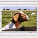 Happy Farm Life, Billy Goat Wall Art Print Photography 5x7 home decor Country Mother gift Farm Fresh