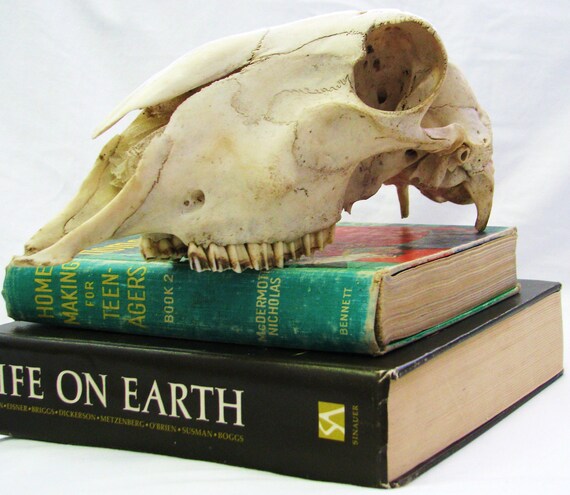 animal skull