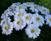 Daisy Girl - Handmade Paper Flowers -Set of 20 - On stems - Made to Order
