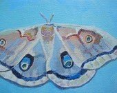 polyphemus moth, original painting