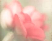 Soft, Pretty and Pink- Fine Art Photography Original Print (8x8) IN STOCK