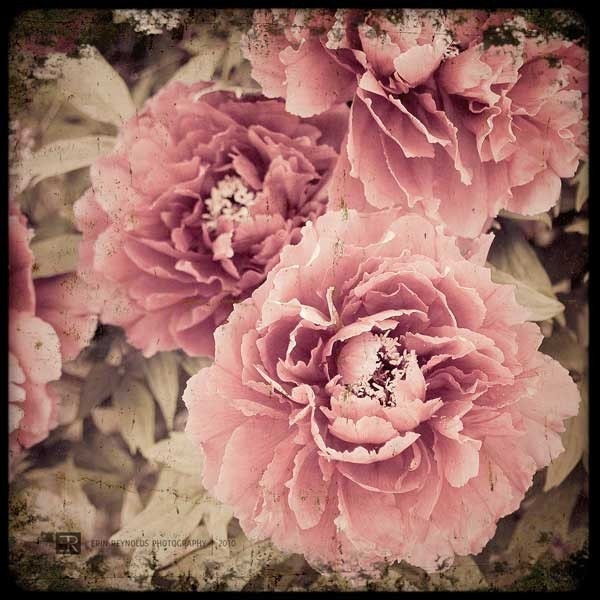 My Peonies - Fine Art Photography Original Print (8x8) IN STOCK