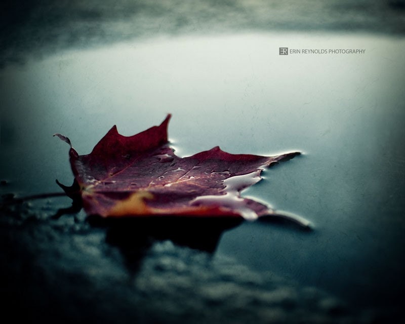 Fading Into Fall - Fine Art Photography (8x10 Metallic Paper) IN STOCK