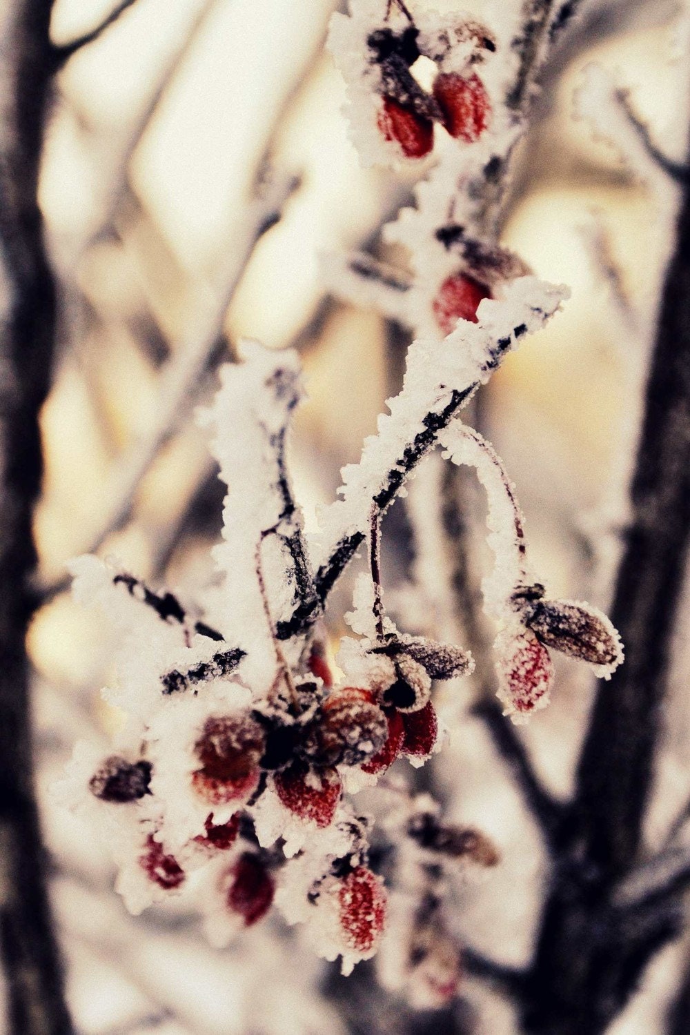 Winter Berries, 4x6 photo