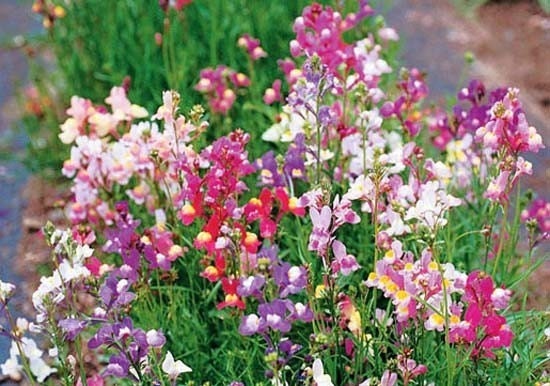 Spurred Snapdragon Wildflower 7,645 Seeds 500 mg