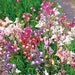 Spurred Snapdragon Wildflower 7,645 Seeds 500 mg