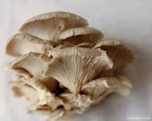 Oyster Mushroom 8x10 Fine Art Print - Food Photography - Home Decor - Kitchen Art