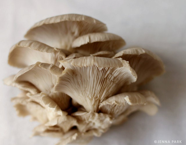Oyster Mushroom 8x10 Fine Art Print - Food Photography - Home Decor - Kitchen Art
