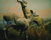 Antelopes Print (Human Nature)