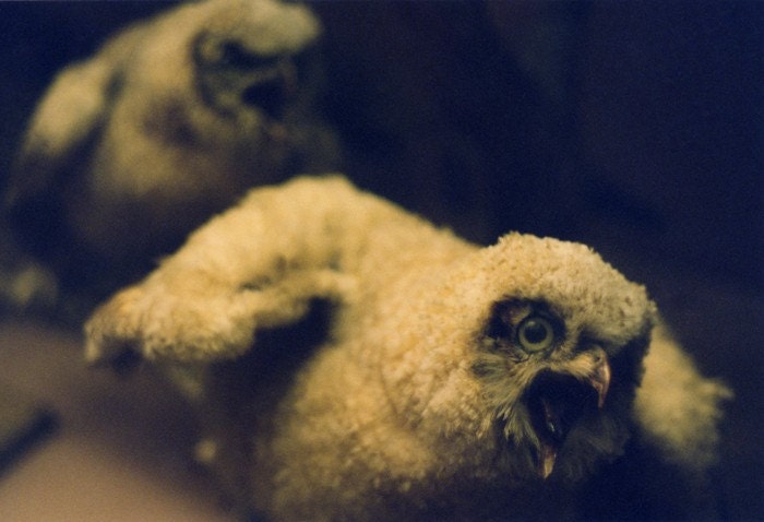 Two Owls (Human Nature)