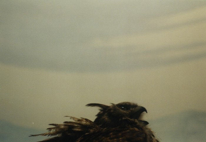 Owl Call Print (Human Nature)