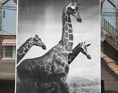 Giraffes Poster