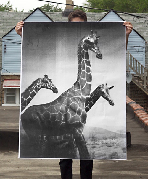 Giraffes Poster