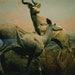 Antelopes Print (Human Nature)