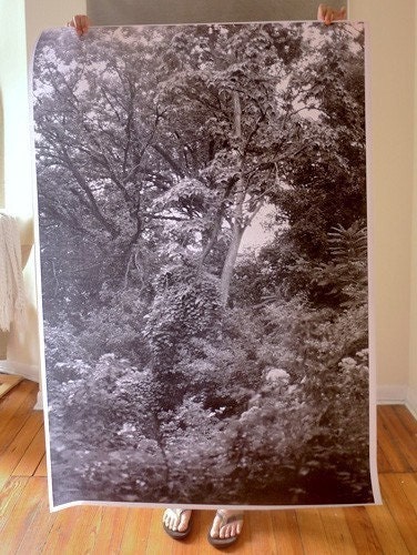 Forest Poster