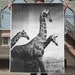 Giraffes Poster