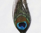 Peacock Feather Boutonniere --  Wedding or Prom