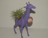 Air plant displayed in lavender giraffe planter with personalized bottle cap message. Cool decor for kids room, office.