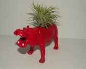 Air plant in bright red hippo animal planter. Ruby the hippo planter.