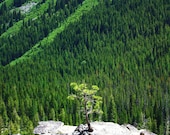Lone Pine Tree Over Looking A Lush Canyon