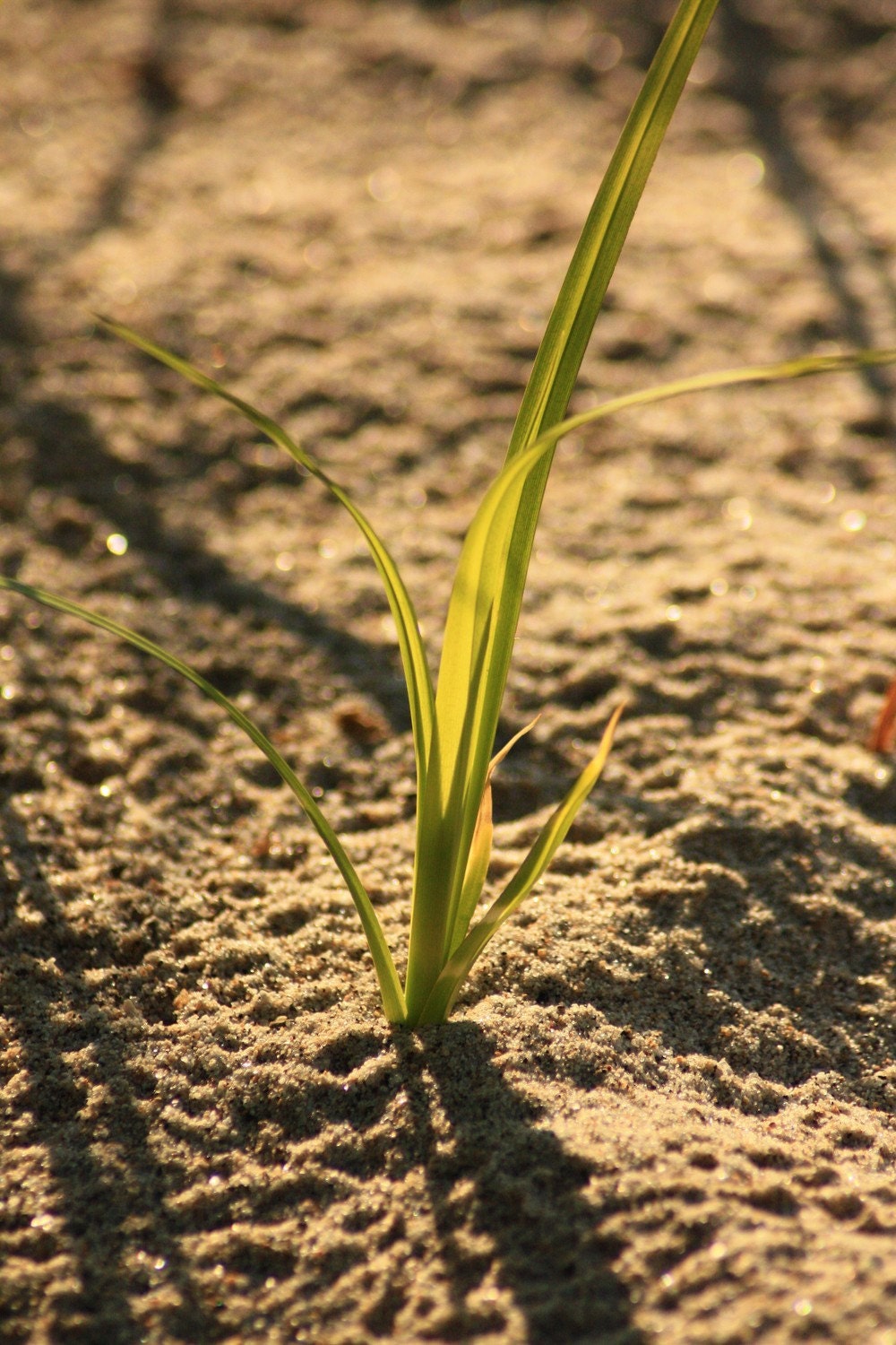 Lush Blade of Grass