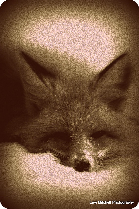 Sleepy Red Fox