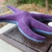 Starfish -- Plush Purple