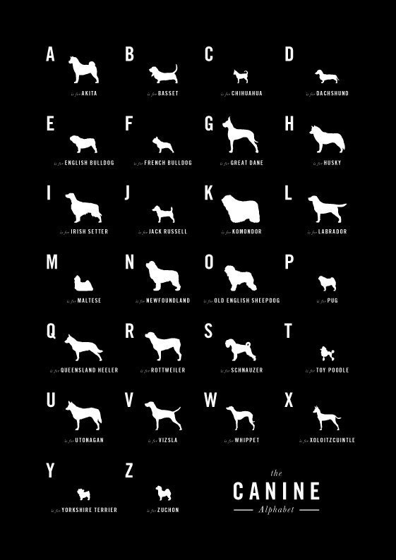 Dog Alphabet Nursery poster art print illustration typography