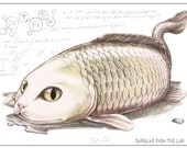 Catfish