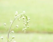 Rain drops nature photography - Paris, France - 8 x 10 - Fine Art print - Green home decor wall poster