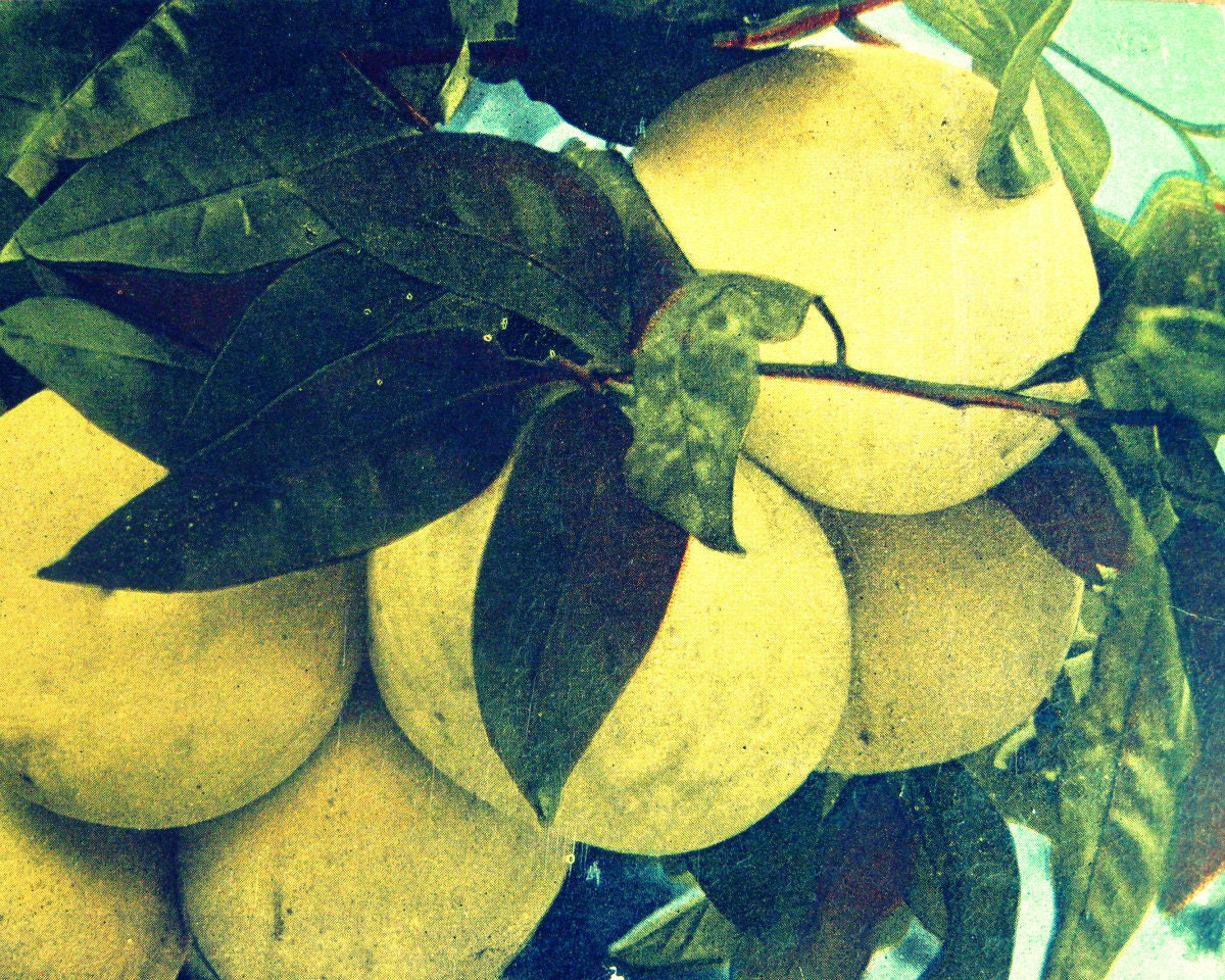 kitchen photography GRAPEFRUIT 11x14 print tropical deco vintage citrus botanical art decor 1930s green blue yellow cream color wall art