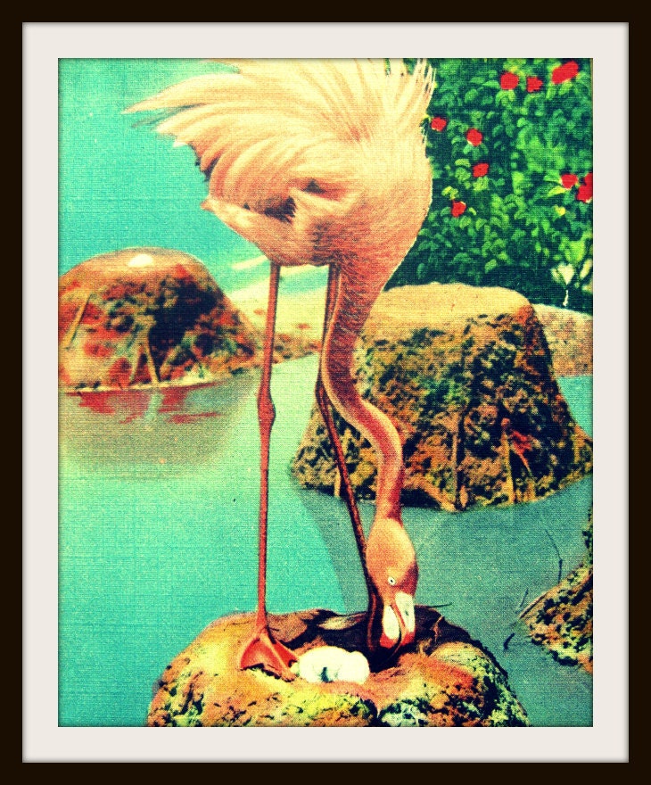 animal photography PINK FLAMINGO beach art photo 1940s kids room nursery 11x14 print vintage Florida bird Large Wall Art tropical decor
