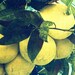 kitchen photography GRAPEFRUIT 11x14 print tropical deco vintage citrus botanical art decor 1930s green blue yellow cream color wall art