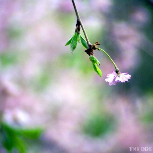 Whimsical Purple Flower 12x12 Photography Print Autumn Cherry Tree Bokeh Branches Branch Fine Art by thebqe