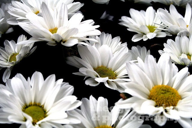 White Daisies 8x10 fine art photograph (several sizes available)
