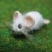 Tiny Harold 1 12th scale white rat furred OOAK SCULPT by Artist Ann Galvin mouse