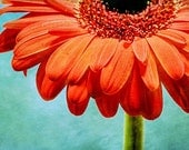 Textured - 20x24 Canvas RESERVED for  STACY Orange Gerbera Daisy Flower by Shannon Leigh Studios - shannonleighstudios
