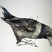 CROW TALK It is a miracle that curiosity survives formal education 11x9 inch ORIGINAL watercolor illustration