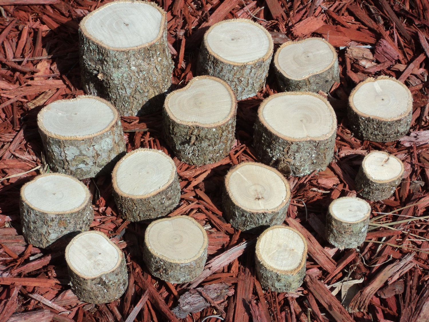 15 Oak Branch Slices, Tree Slices, Miniature Tree Stumps, Crafts And Home Decor, Mixed Sizes For Terrariums , Florida Oak, Lot 116