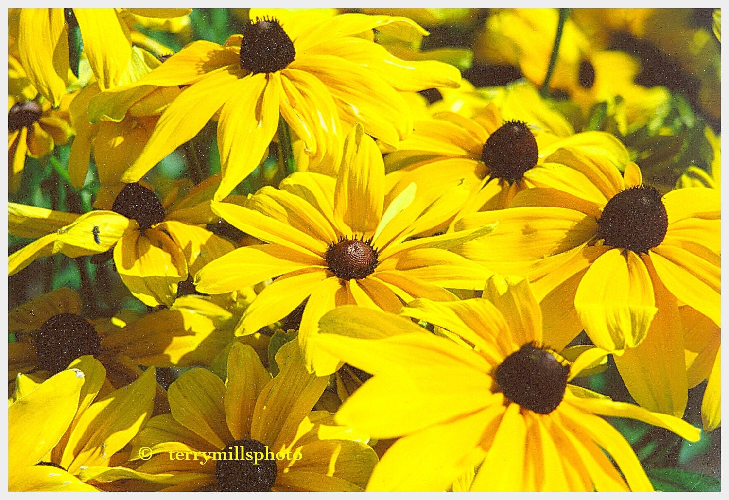 Sunny Sun Flowers In Bright Lemon Yellow With Brown Centers 5x7 - terrymillsphoto Sunny Sun Flowers In Bright Lemon Yellow With Brown Centers 5x7 - terrymillsphoto