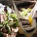 Beige and yellow Sitting Hammock with Fringe, Hanging Chair Natural Cotton and Wood